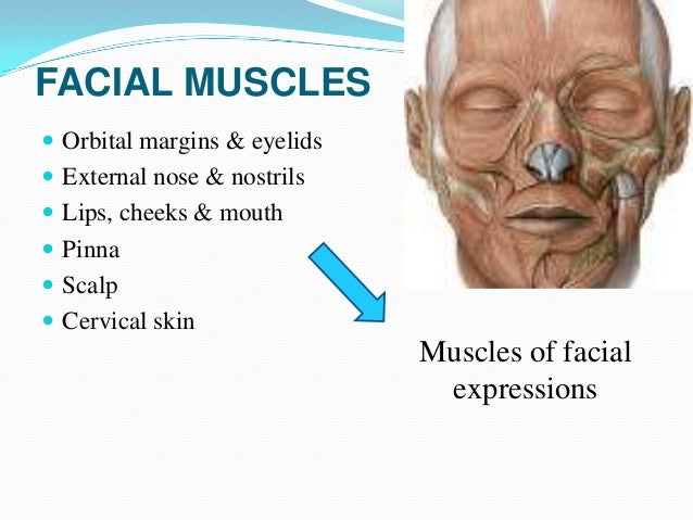Moonlight bunny ranch virginity Facial muscles ppt